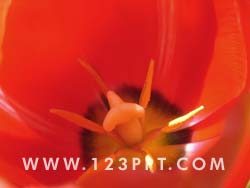 Red Tulip Flower Photo Image