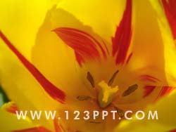 Yellow Tulip Flower Photo Image