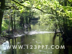 Through the Forest Photo Image