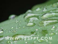 Waterdrops on Leaf Photo Image