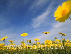 Field of Buttercups Photo Image