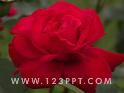 Red Rose Photo Image