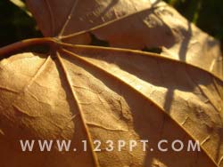 Autumn Leaf Photo Image