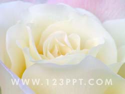 White Rose Photo Image