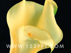 Calla Lily Photo Image