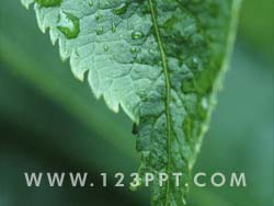 Water on Green Leaf Photo Image