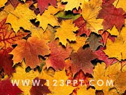 Sycamore Leaves Photo Image