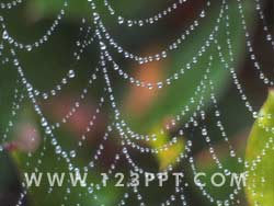 Spiders Web Photo Image