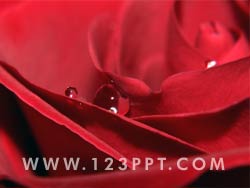 Crimson Red Rose Photo Image