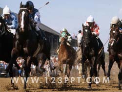 Horse Riding & Jockey Photo Image