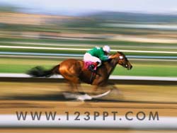 Horse Race Photo Image