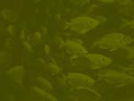 School of Fish PowerPoint background
Click this thumbnail for colour, pricing, and purchase options