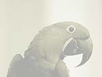 Macaw Parrot PowerPoint Background
