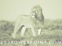 Lion powerpoint background