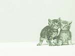 Cat Kittens PowerPoint Background