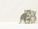 Cat Kittens PowerPoint background
Click this thumbnail for colour, pricing, and purchase options