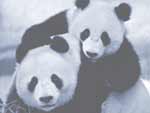 Panda Bears PowerPoint background
Click this thumbnail for colour, pricing, and purchase options