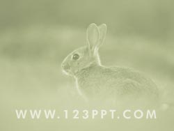 A Rabbit in the Wild powerpoint background