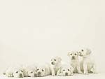 Puppy Dogs PowerPoint Background