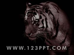 Tiger powerpoint background