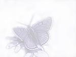 Butterfly PowerPoint Background