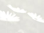Flowers: Daisies PowerPoint background
Click this thumbnail for colour, pricing, and purchase options