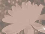 Chrysanthemum Flower PowerPoint Background