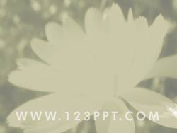 Chrysanthemum Flower powerpoint background