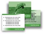 Dolphin PowerPoint Template