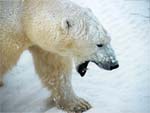 Download Free Polar Bear Presentation Photo
