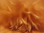 Abstract Feather presentation photo