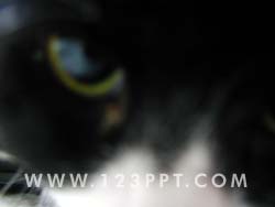 Cats Eye Detail Photo Image
