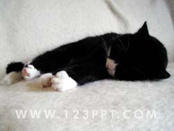 Kitten Sleeping Photo Image