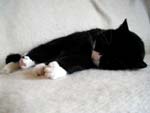 Kitten Sleeping presentation photo