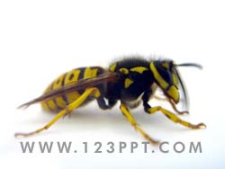 Wasp Side View Photo Image