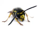 Wasp Face Detail presentation photo