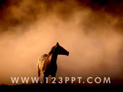 Wild Stallion Photo Image