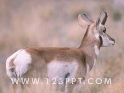 Antelope Photo Image