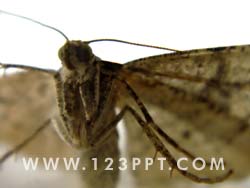 Moth Photo Image