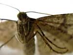 Moth presentation photo