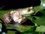 Toad Amphibian presentation photo
