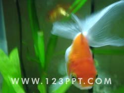 Goldfish Photo Image