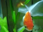 Goldfish presentation photo