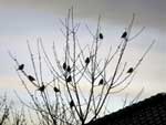 Sparrow Birds in Tree presentation photo