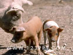 Piglets Photo Image
