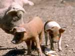 Piglets presentation photo
