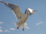 Flying bird Gull  presentation photo