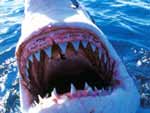 Great White Shark presentation photo