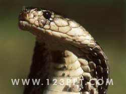 King Cobra Snake Photo Image