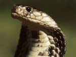 King Cobra Snake presentation photo